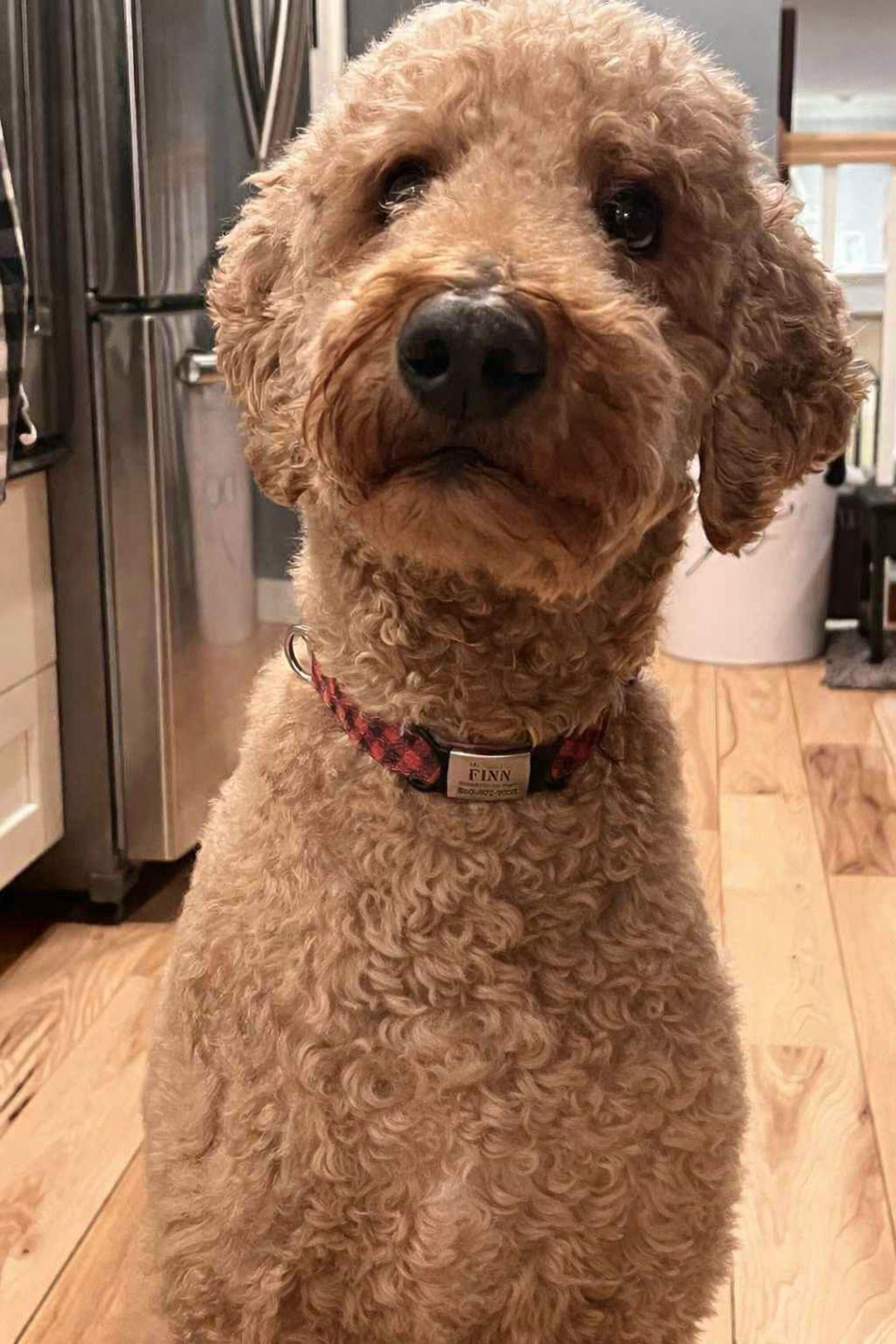 Customizable Silicone Pet ID Tag (Rhinestones Optional)/Custom Silicone Dog ID Tag | Fully Personalized Pet Tag | Add Any Text or Image | Silent Collar Tag